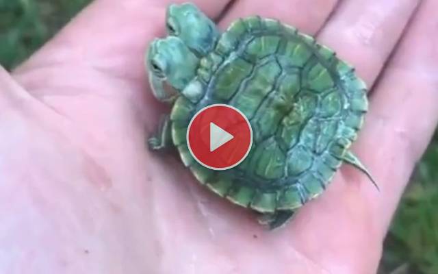 2-headed turtle, video viral