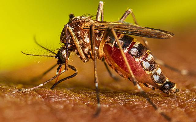 ڈینگی کے کیسز میں تشویشناک حد تک اضافہ 