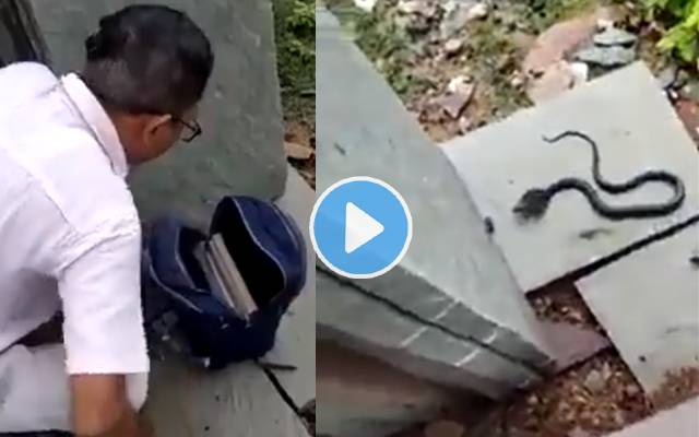 snake video viral
