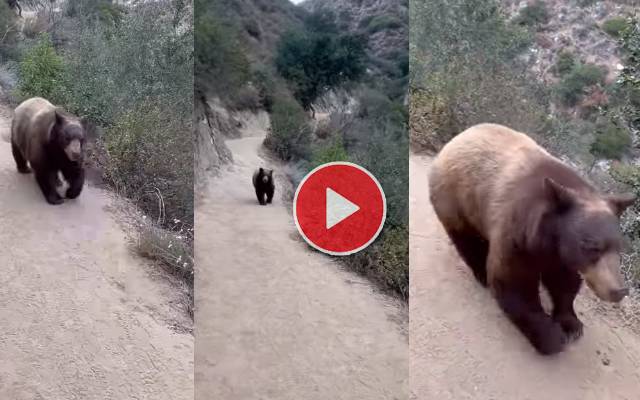 Woman Comes Face To Face With Big Ol’ Black Bear On Hiking Trail