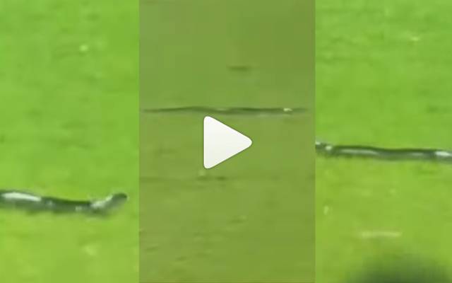 snake entry during match, India v South Africa 