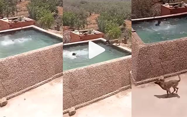 dog saved life man, video viral
