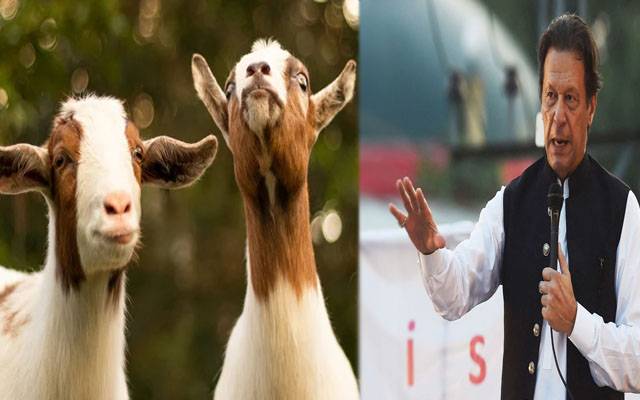 عمران خان لانگ مارچ کیلئے نکلنے سے پہلے بکروں کا صدقہ دیں گے