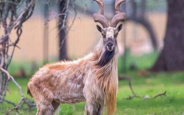 استور مارخور کے شکار کیلئے تاریخ کی سب سےبڑی بولی
