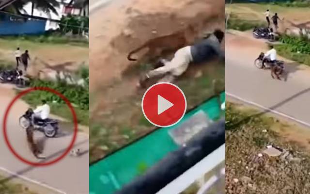 Leopard attacks resident in Karnataka’s Mysore
