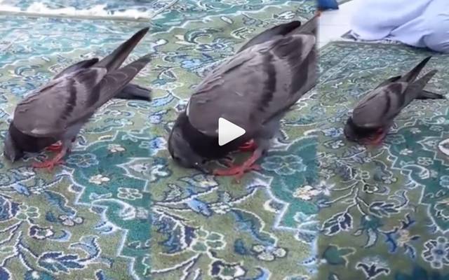 Pigeon Sajddah video viral