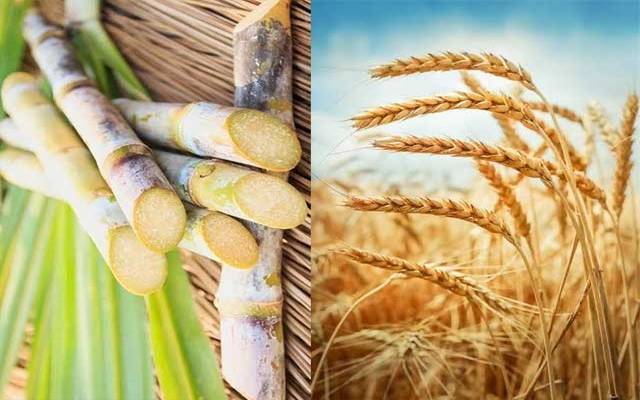  حکومت نے گنے کی فی من امدادی قیمت مقرر کرنے کا فیصلہ کر لیا
