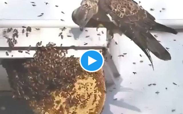  گدھ کی مکھیوں کے چھتے پر حملہ کر کے شہد کھانے کی ویڈیو وائرل