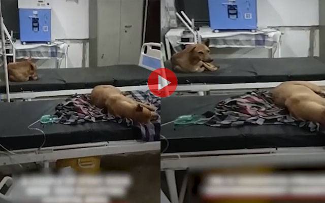  سرکاری اسپتال کے بستر پر کتوں کے سونے کی ویڈیو وائرل