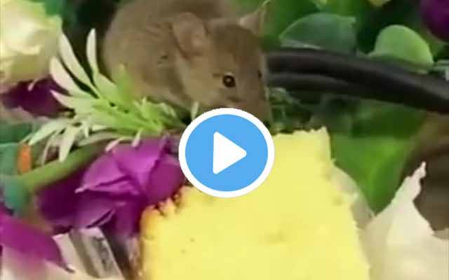 rat in the office 