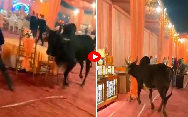 بن بلائے مہمان کی انٹری نے شادی میں ہلچل مچا دی، ویڈیو وائرل