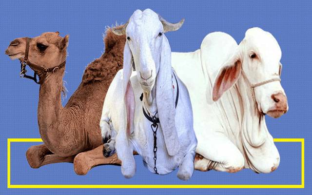 ملک میں پہلی مرتبہ جانوروں کی ویکسین مقامی طور پر تیار کرنے کا فیصلہ