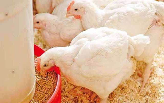 مرغی کے شوقین افراد کیلئے بری خبر