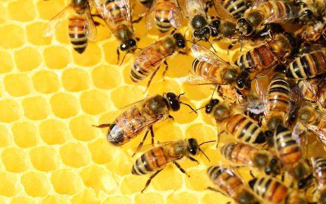 شہد کی مکھیوں پر استعمال کیلئے دنیا کی پہلی ویکسین کی منظوری