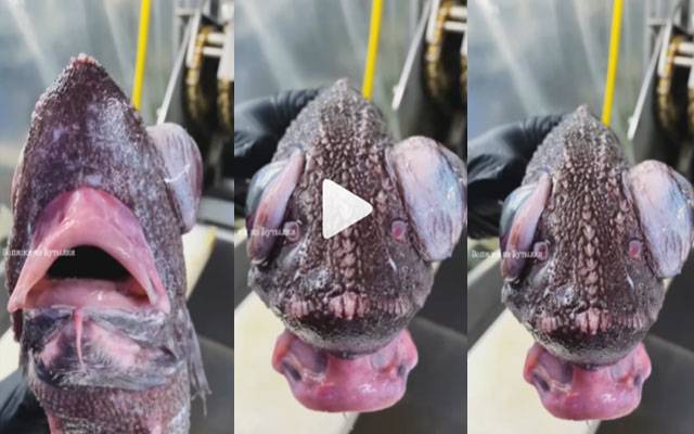 ماہی گیر کے جال میں عجیب و غریب سمندری مخلوق پھنس گئی، ویڈیو وائرل
