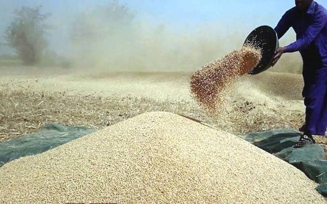 Wheat 