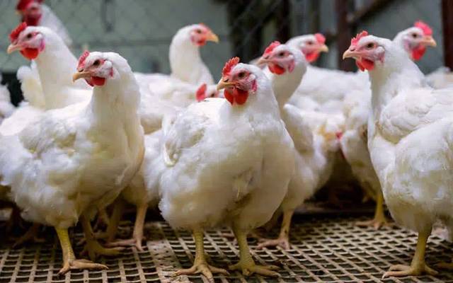 مرغی کے گوشت کی قیمت میں ہوشربا اضافہ، فی کلو کتنے کا ہوگیا؟