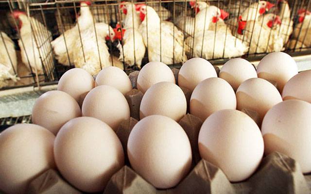 Chicken Meat Today rates