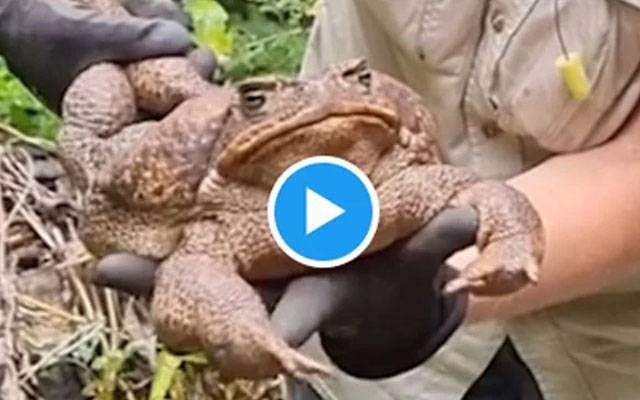 Viral Video of Largest frog 