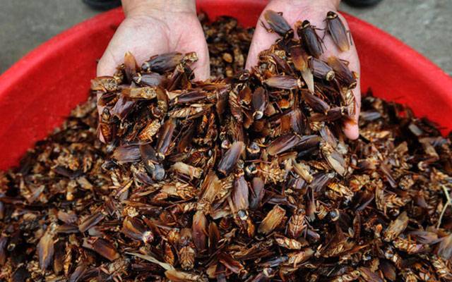 The cook left cockroaches in the restaurant kitchen.