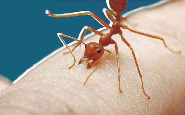 Ants can smell cancer, French study