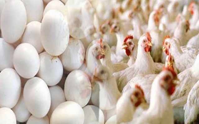 eggs and chicken 