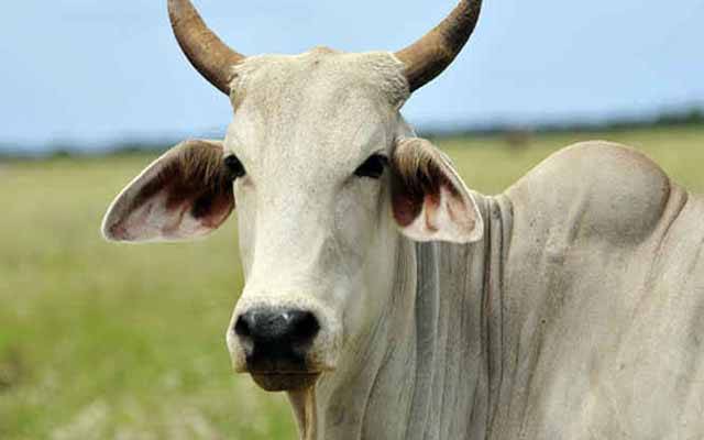 cow