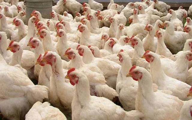 مرغی کا گوشت 48 روپے فی کلو مہنگا ہوگیا، شہری آگ بگولہ