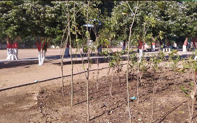  تعلیمی اداروں میں درخت کاٹنے پر پابندی عائد 
