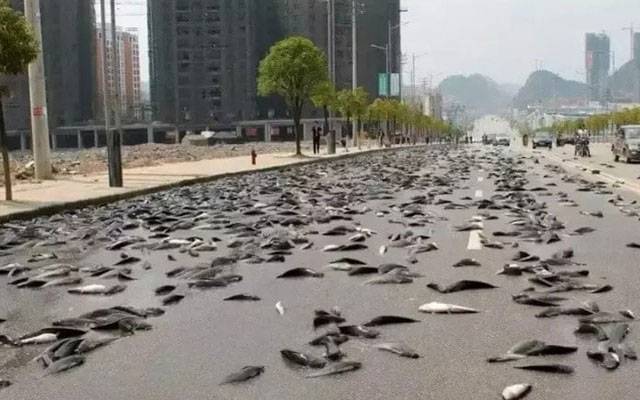آسٹریلیا میں آسمان سے مچھلیوں کی بارش، شہری حیران