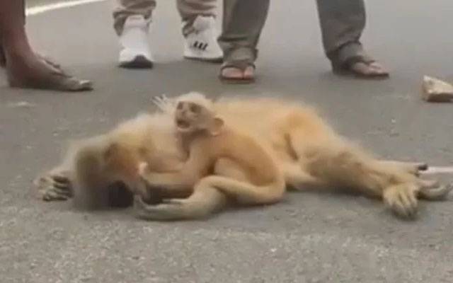ماں کے مرنے پر لنگور کے بچے کے تڑپنے کی ویڈیو نے دل دہلا دئیے