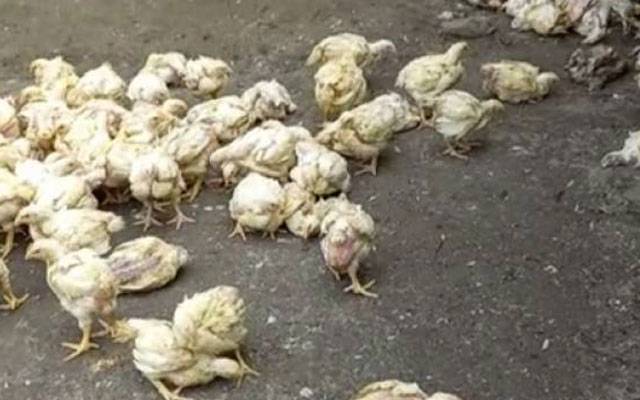 شہری مردہ و لا غر مرغیوں کا گوشت کھانے سے بال بال بچ گئے