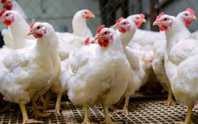 Broiler meat,price decreased,City42