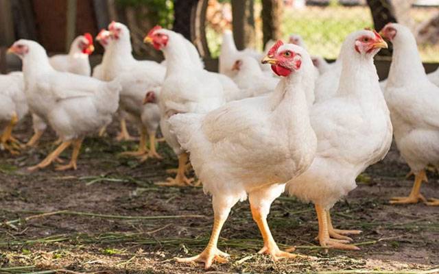 مرغی کے گوشت کی قیمت میں حیران کن اضافہ