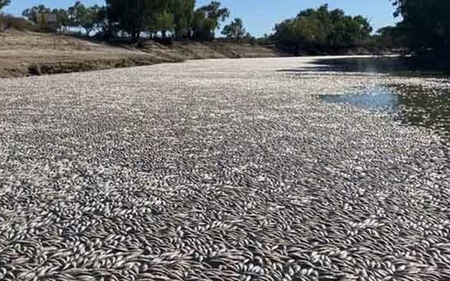آسٹریلیا کے دریا میں لاکھوں مچھلیاں مرنے کی وجہ سامنے آگئی 