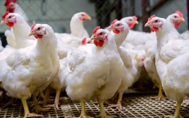 Broiler,rate,decreased,City42
