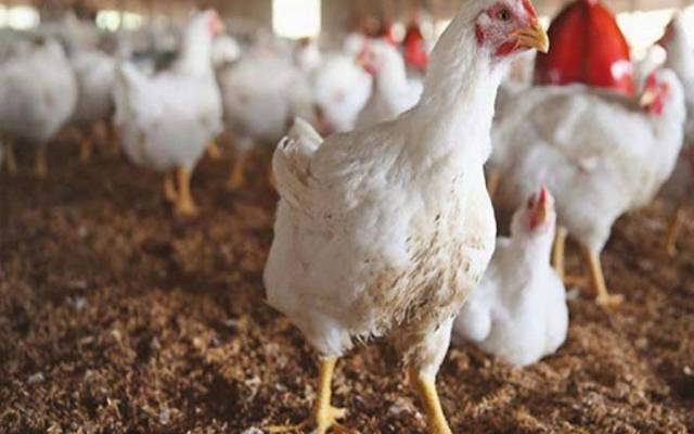 برائلر گوشت کی قیمت میں بڑی کمی