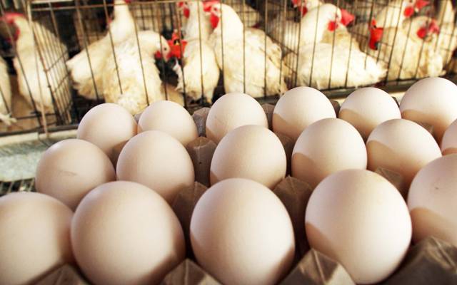 آج کے گوشت اور انڈوں کے ریٹس -منگل 28 مارچ ،2023