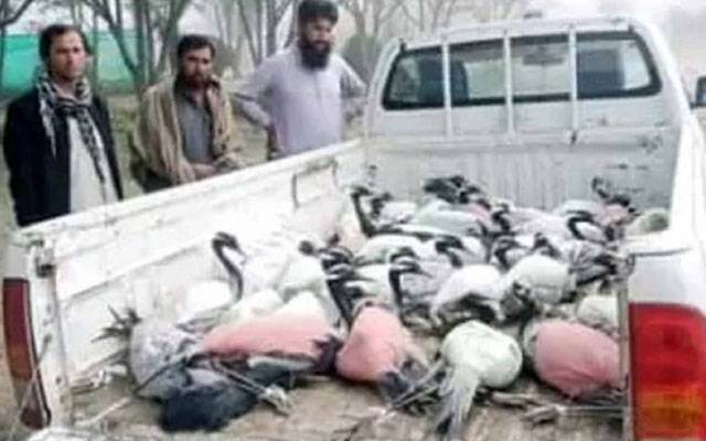  محکمہ جنگلی حیات کی کاررو ائی، مسافر کو چ سے40 کونج برآمد  