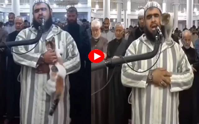 تراویح پڑھاتے ہوئے مؤذن سے بلی کی اٹھکھیلیاں، ویڈیو وائرل