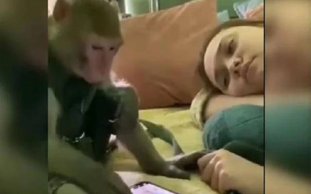  موبائل کا استعمال کرتے بندرکی ویڈیو سوشل میڈیا پروائرل