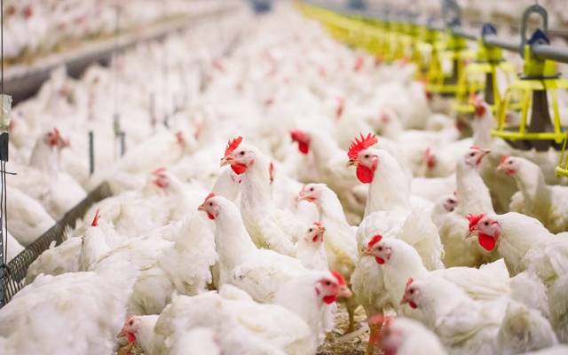 برائلر گوشت کی قیمت میں کمی، نیا ریٹ جانیے
