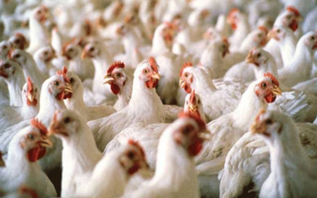 برائلر کی قیمت میں ہوشربا اضافہ، نیا ریٹ جانیے 
