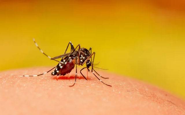 Dengue,City42