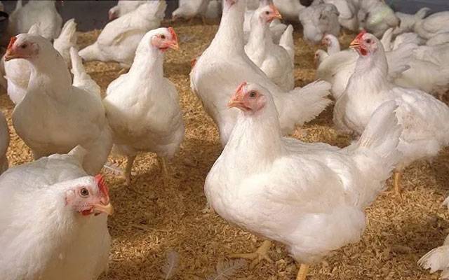 آج کے گوشت اور انڈوں کے ریٹس - منگل 16 مئی،2023