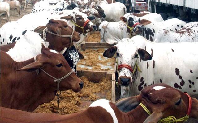 شہر قائد میں ایشیا کی سب سے بڑی مویشی منڈی سج گئی