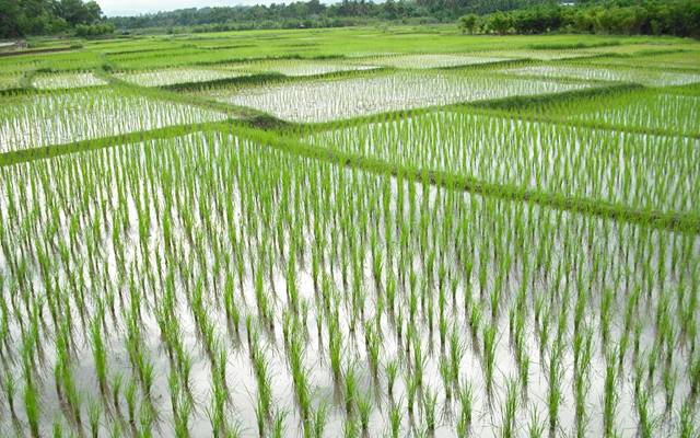  چاول کی پیداوار کو بڑھانے کیلئے مشینری آلات پر ڈیوٹی ٹیکس ختم کرنے کا اعلان 