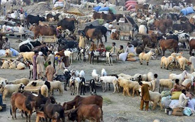 Shahpur kanjran ,cattle market,City42