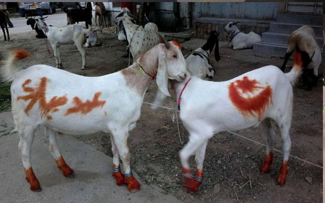  محکمہ داخلہ نے عیدالاضحیٰ کیلئے انتظامات شروع کر دیئے