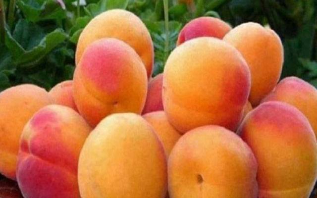 Apricot,health benefits,City42